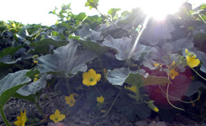 Melon Flower