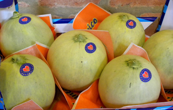 Melone Liscio