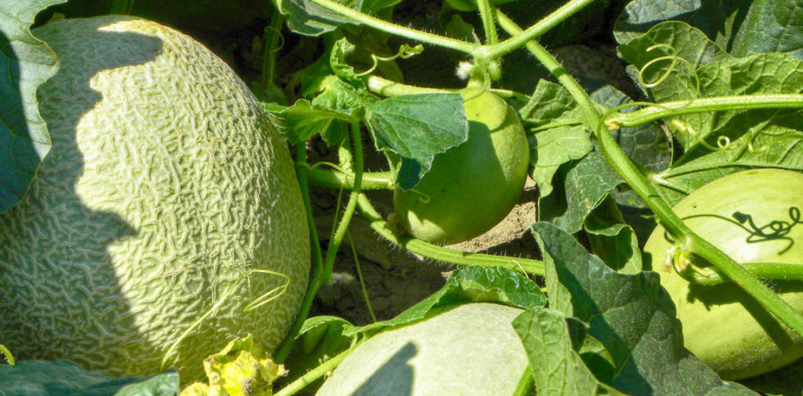 Il Trapianto in Campagna