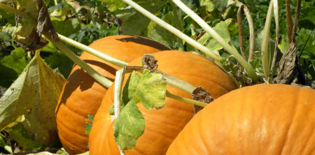 Zucca di Halloween