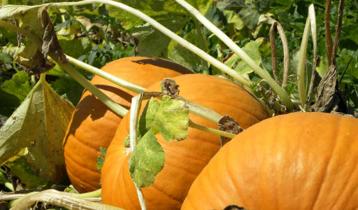 Zucca di Halloween