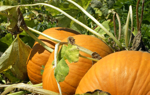 Zucca di Halloween