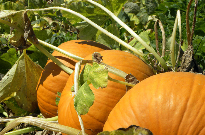 Zucca di Halloween